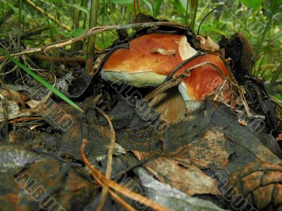 broken mushroom