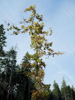 young oak on background sky