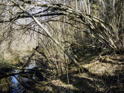 wild spring creek