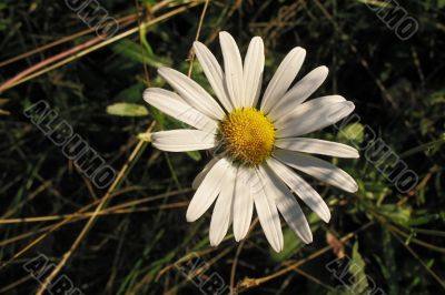 white petal in dark grass