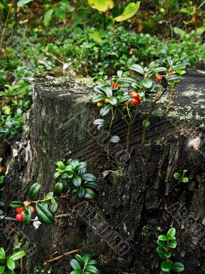 forest berries