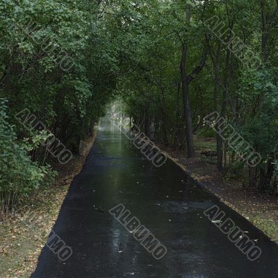 black asphalt road after rain