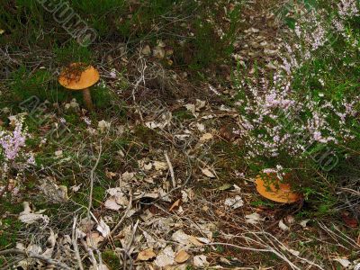 two orange mushrooms