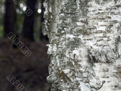 background - birch trunk