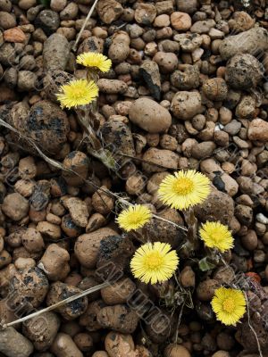 flowers and stones