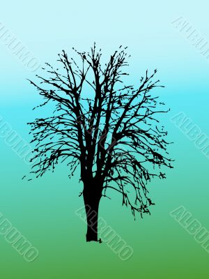 Silhouette of tree