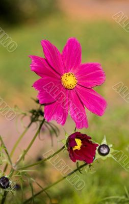 Pink flowers close up
