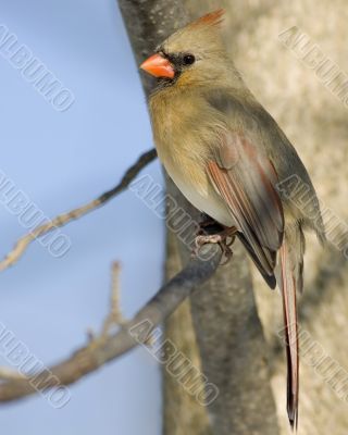 Cardinal (Cardinalis cardinalis)