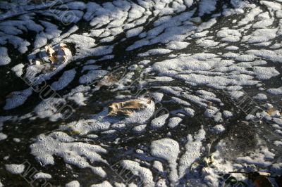 water and foliage