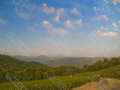 tea plantation in Russia