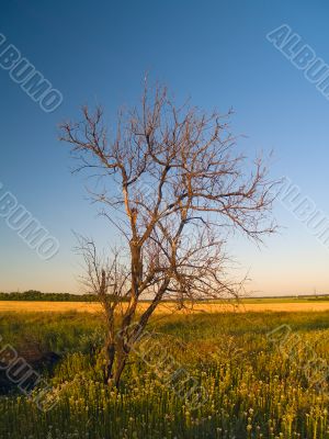 alone tree