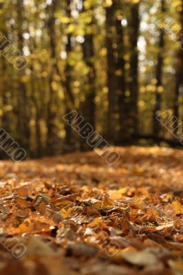 Autumn leaves.