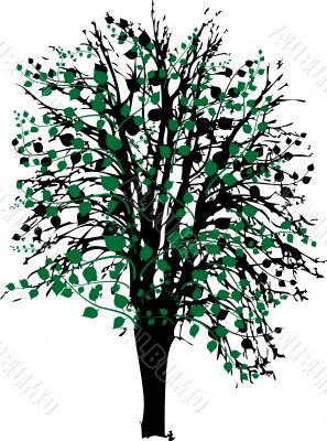 Tree with leaves