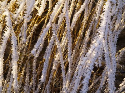 Frost