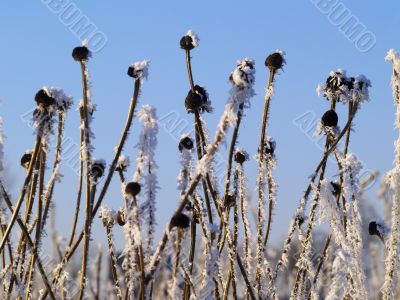 Frost
