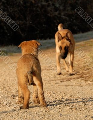 puppy waiting his mother