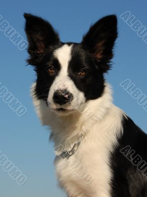 young border collie