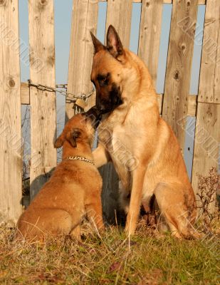 female dog and puppy