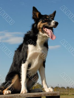 border collie
