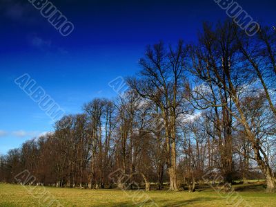deep blue sky and winter trees