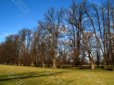 avenue of trees in winter