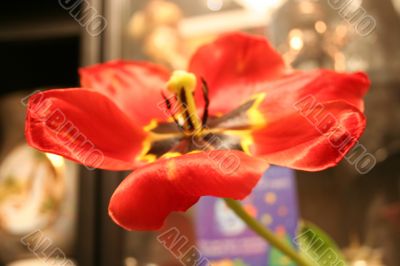overripe flower