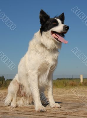 border collie