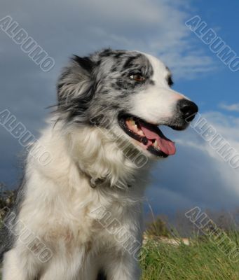 border collie
