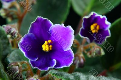 African violet. Saintpaulia