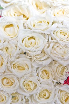 white roses