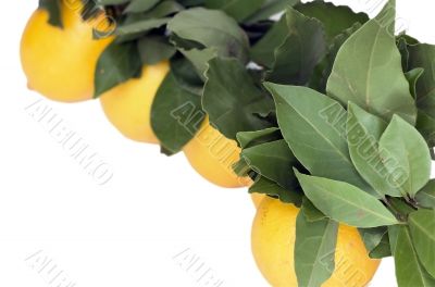 lemons