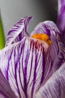 Purple wild crocus open in sunlight