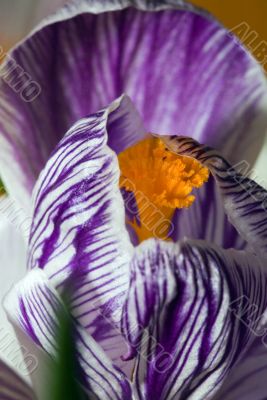 Purple wild crocus open in sunlight