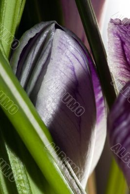 Purple wild crocus open in sunlight