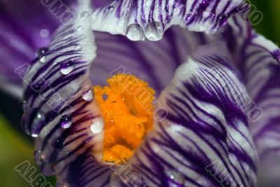 Purple wild crocus open in sunlight