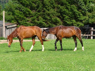 Brown Horses
