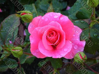 Pink Rose