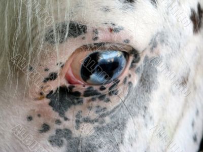 Horse Eye