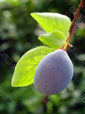 Purple Plum