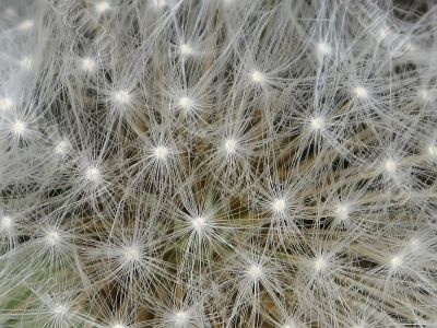 Blowball