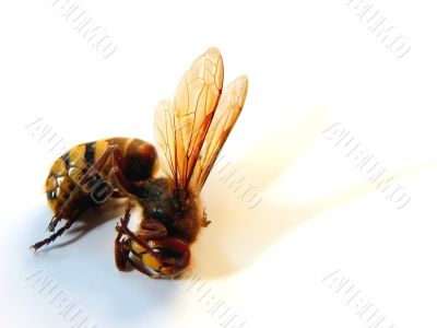 Hornet Queen