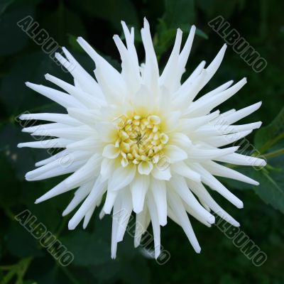 White Dahlia