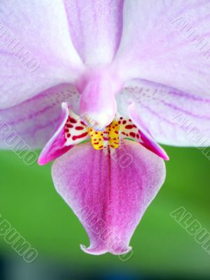 Orchid