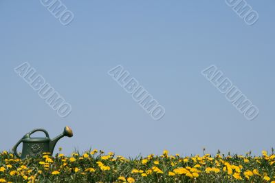 Green watering-can in flowering meadow