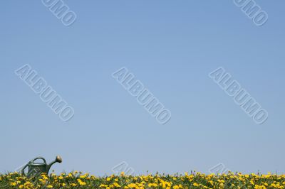 Watering-can in a flowering spring field