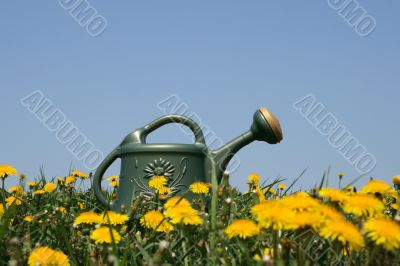 Watering-can in dandelion field