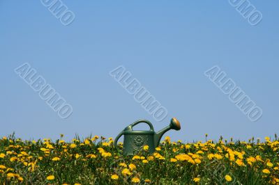 Green watering-can among yellow flowers