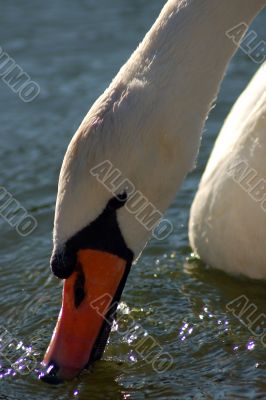 The snow-white swan drinks water