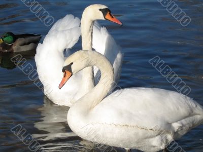 beautiful swan