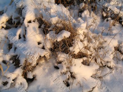 beauty of winter